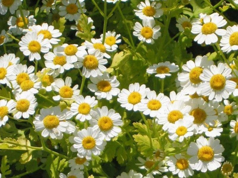 Feverfew with small white flowers