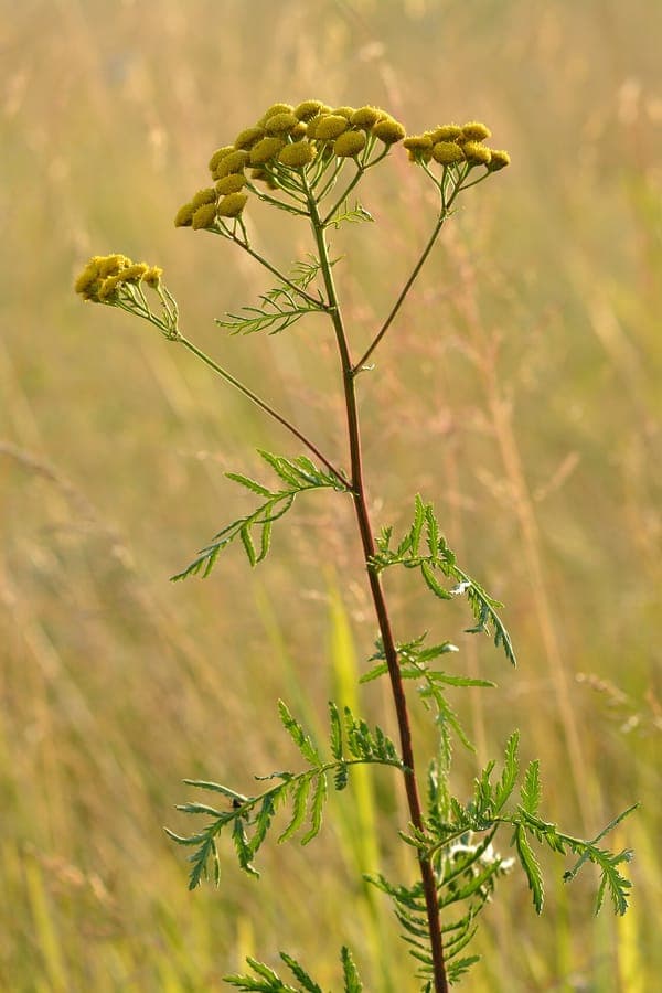Tanacetum vulgare met gele bolachtige bloemen