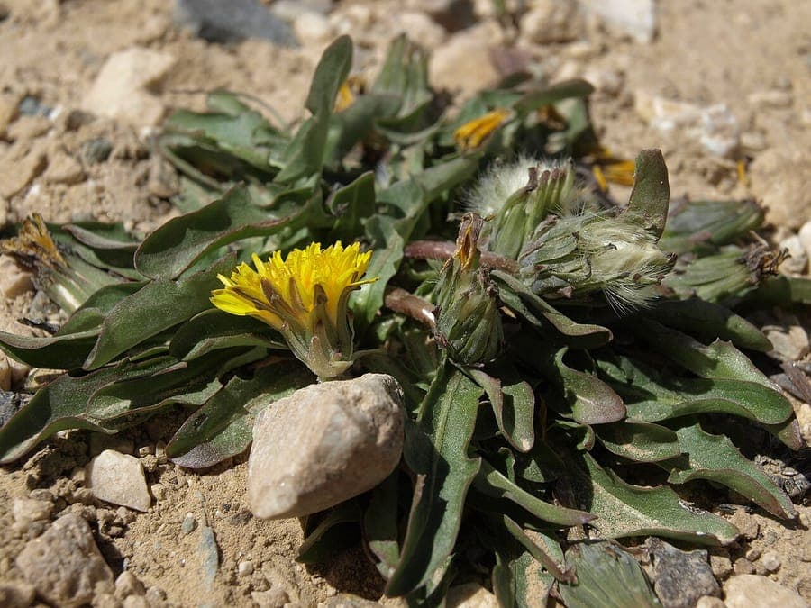 Gehörnter Löwenzahn mit goldgelber Blüte und Blattspreite auf felsigem Boden