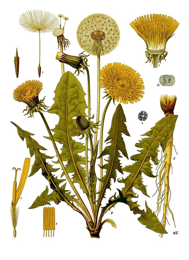Dandelion plant with bright yellow flower heads