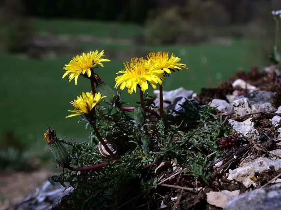 Rood gekleurde paardebloem met bloem