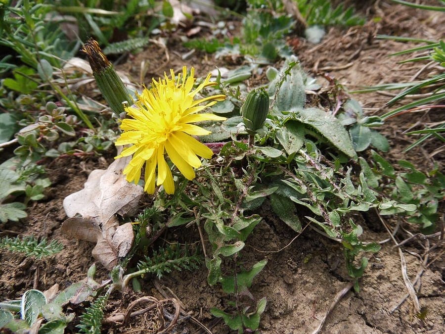 Pissenlit à lobes tordus avec feuilles caracteristiques