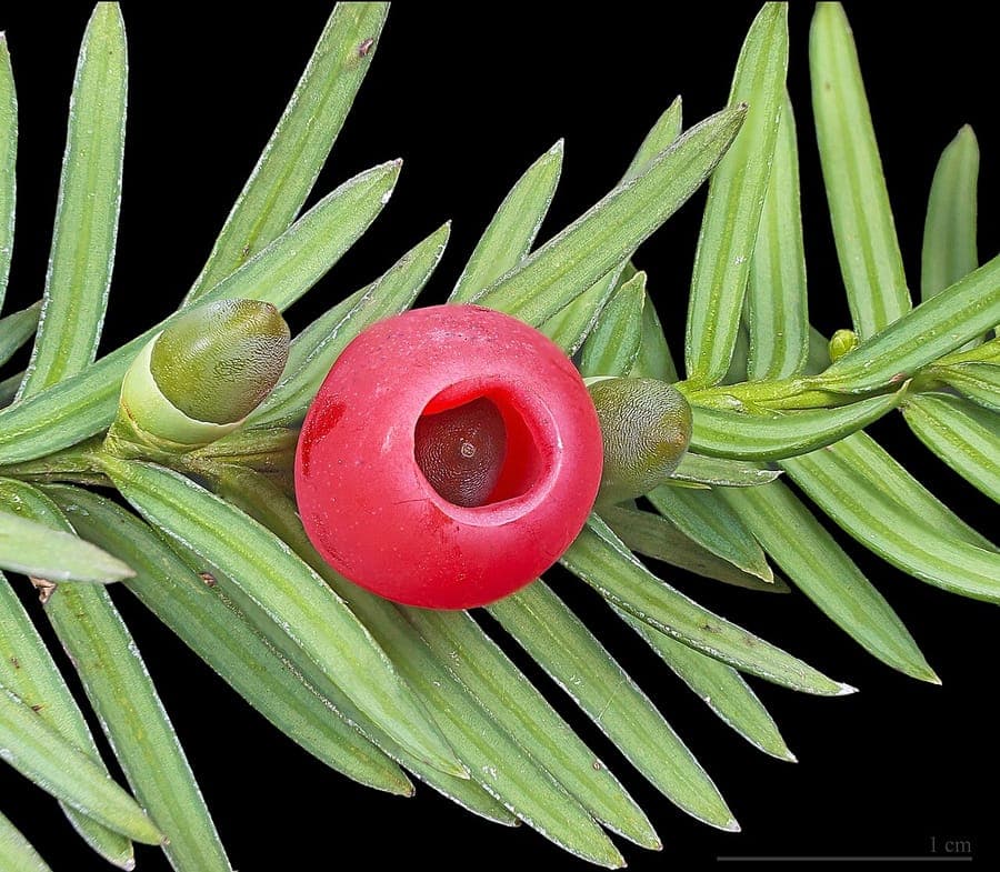 Neatly clipped yew hedge with dark green needle foliage in a formal garden setting