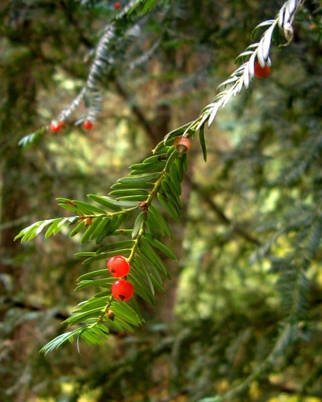 Taxus brevifolia displaying fine foliage and distinctive red fruits