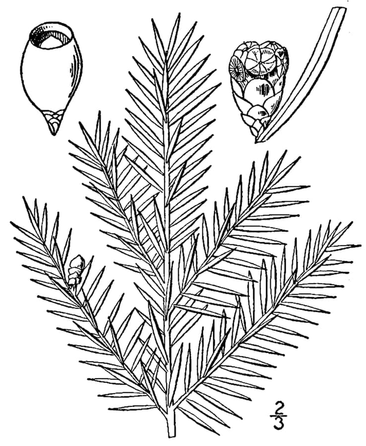 Taxus canadensis als eleganter Bodendecker im Wald