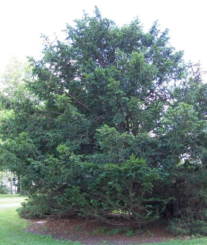 Chinese yew with fine dark green needles