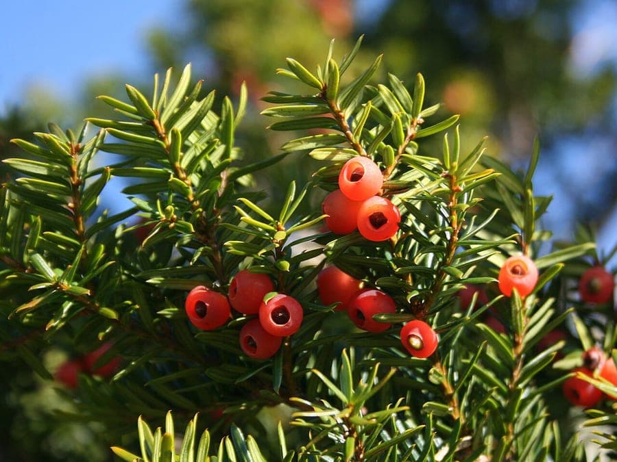 Taxus du Japon dans un jardin structuré, avec un feuillage vert foncé et une forme compacte