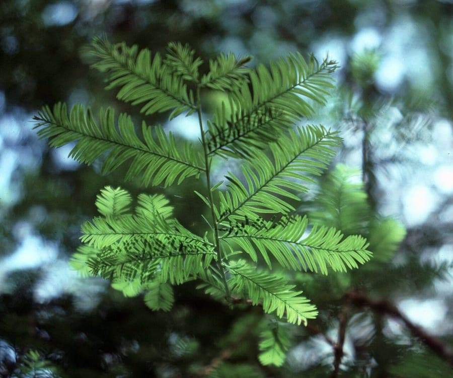 Florida Yew displaying dark green foliage and bright red arils