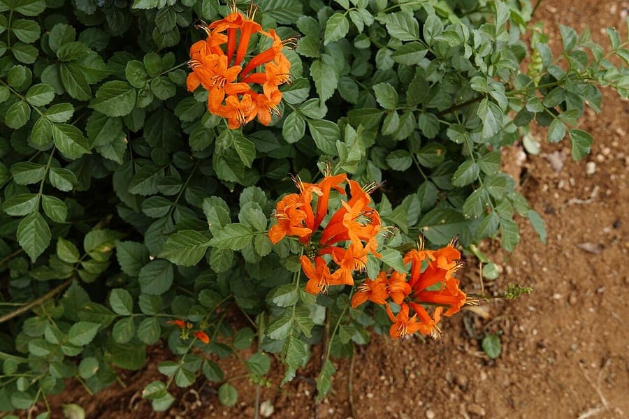 Tecoma capensis kapgeissblatt blüten