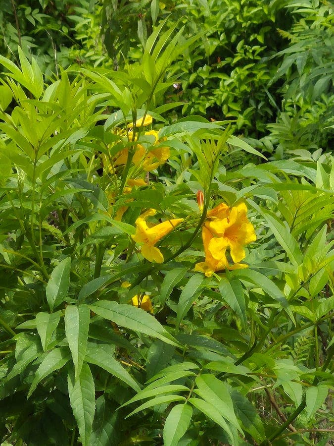 Tecoma stans met gele trompetvormige bloemen