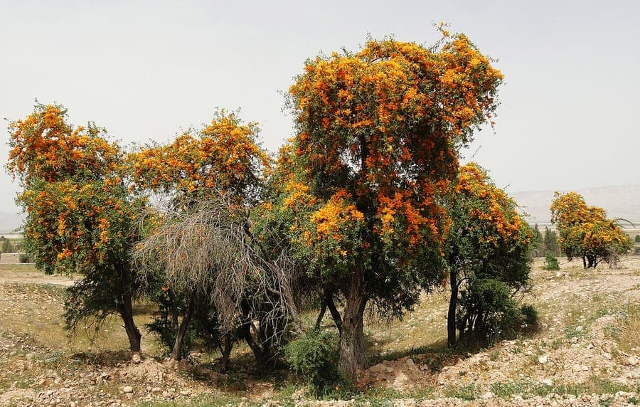 Rohida-boom met oranje bloemen in woestijnhabitat