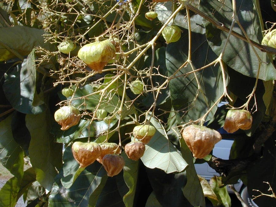 Tectona grandis foliage and natural growth pattern in tropical habitat