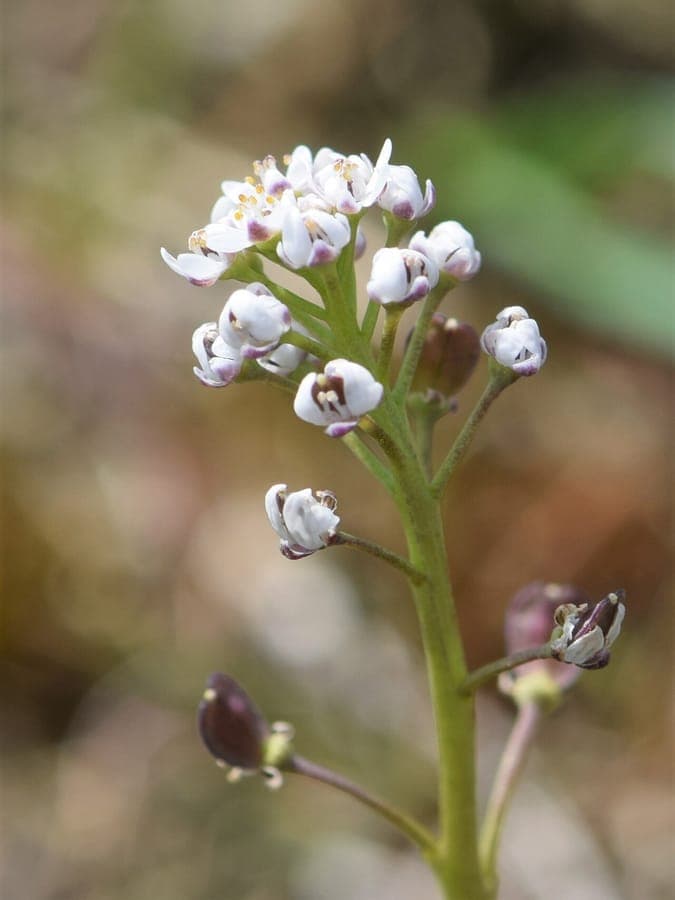 Fleurs de Teesdalia nudicaulis
