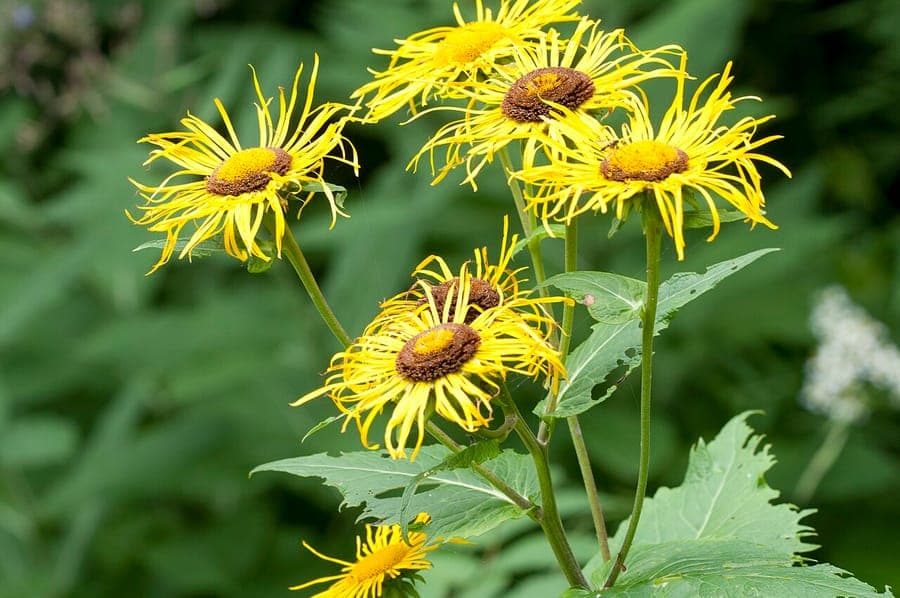 Telekia speciosa met massieve bladeren en heldere gele bloeiwijzen