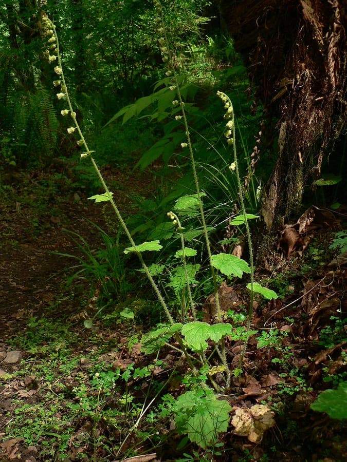 Grossprueftige Tellima in voller Bluete mit blassgelben Blueten