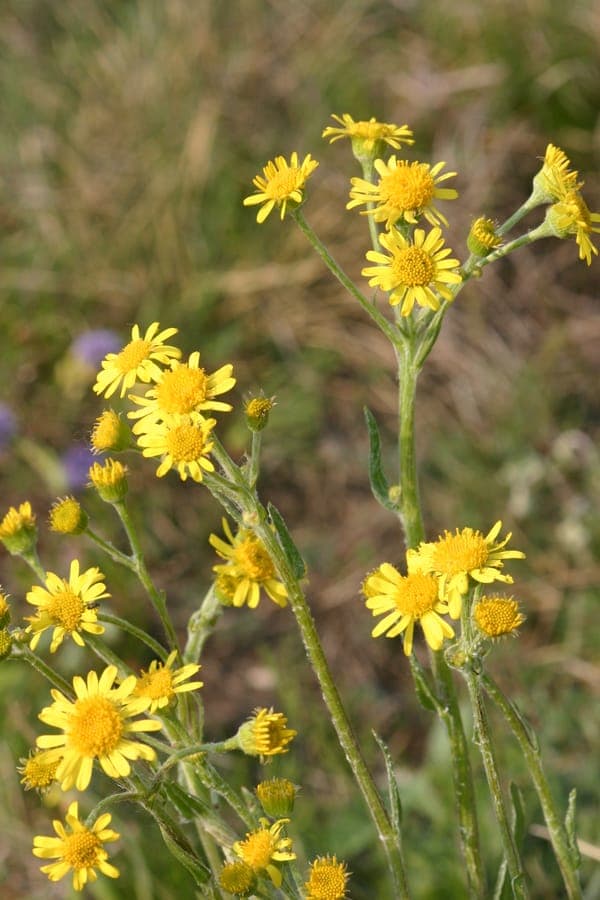 Asteroide des champs avec fleurs jaune-orange