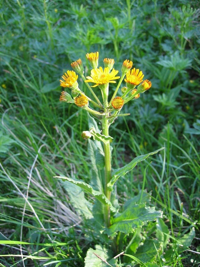 Plante de seneceon des marais avec fleurs jaunes en environnement humide naturel