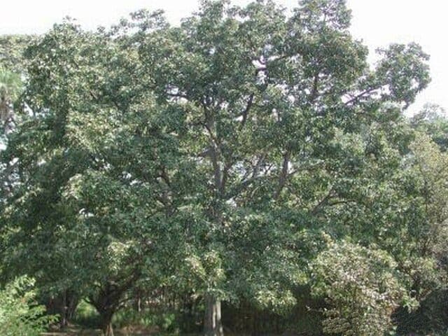Pflanze Terminalia bellirica