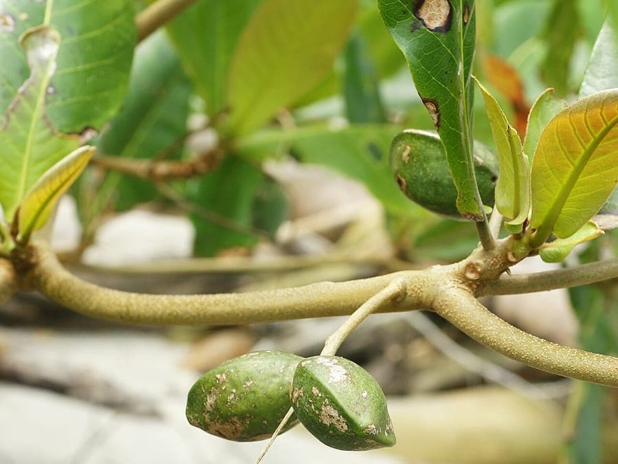 Indian-almond tree with distinctive large leaves