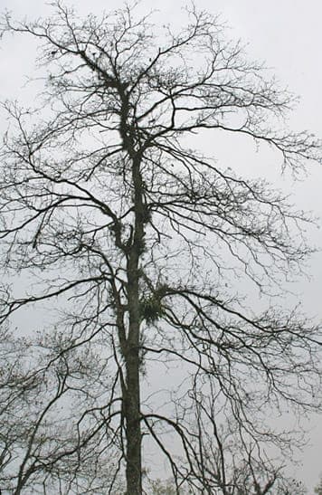 Pflanze Terminalia chebula