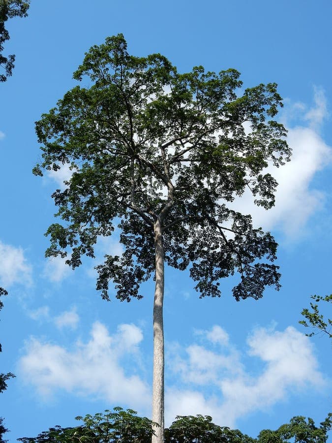 Terminalia superba limba afara tree