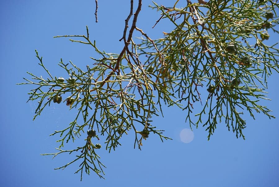 Tetraclinis articulata with fine scale-like foliage