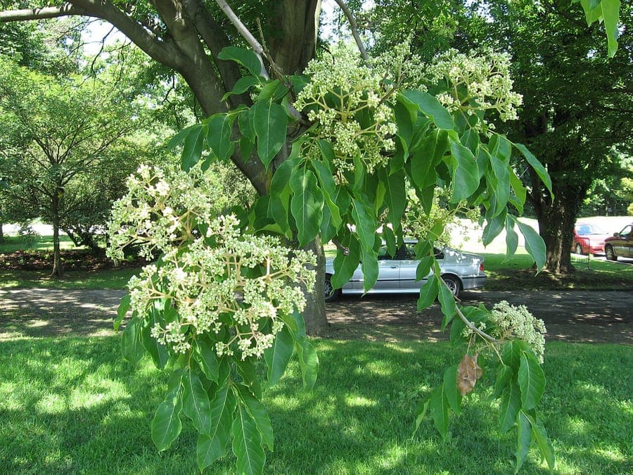 Tetradium daniellii with fragrant white flower clusters attracting bees