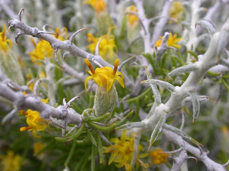 Tetradymia spinosa met witte-gele bloemen en doornige takken in de woestijn