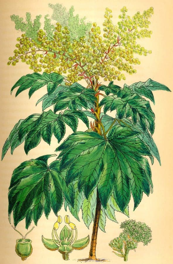 Reispapierbaum mit enormen gefiederten Blättern im Garten