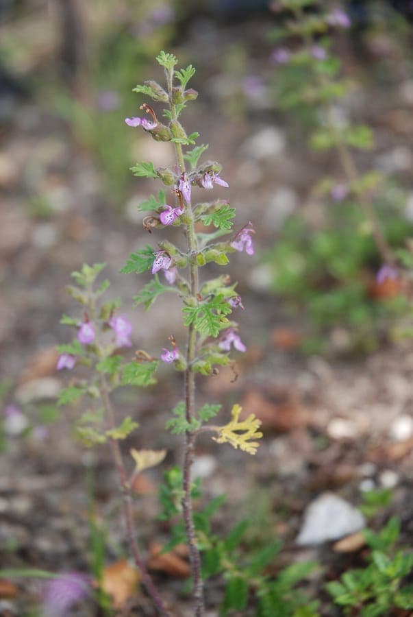 Trauben-Gamander-Pflanze mit violetten Bluten und delikat unterteilten Blattern