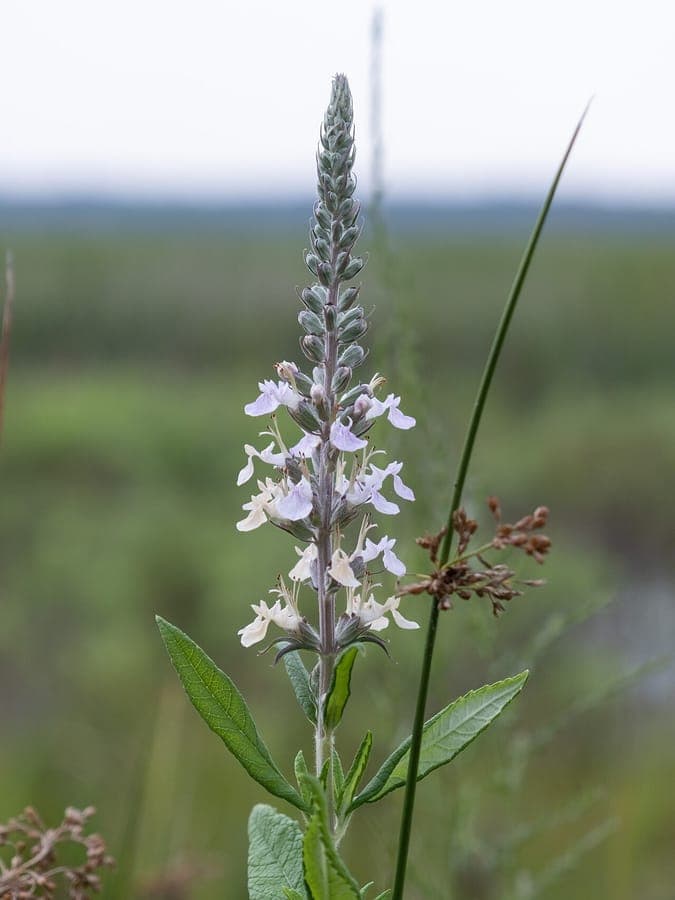 Amerikaanse gamander met paarsroze bloemenaren op grijsgroene stengels langs een oeverzone