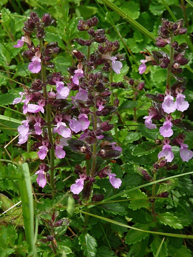Edel-Gamander-Pflanze mit violetten Bluten und kleinen glanzenden grunen Blattern