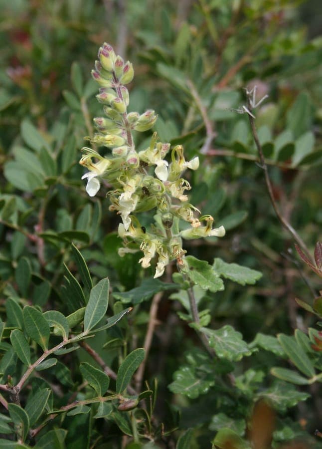 Teucrium flavum fleurs jaune vif