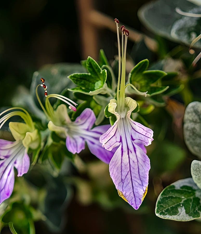 Teucrium fruticans with blue flowers and silvery-green leaves
