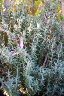 Cat Thyme with purple flowers in Mediterranean setting