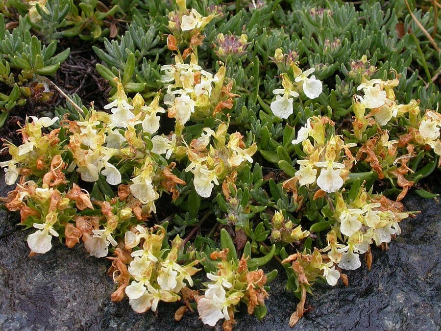 Berggamander plant met witte tot roze bloemen in berghabitattype
