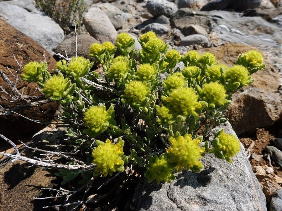 Witte bloemen van Teucrium polium met zilverwitte bladeren in mediterrane tuin