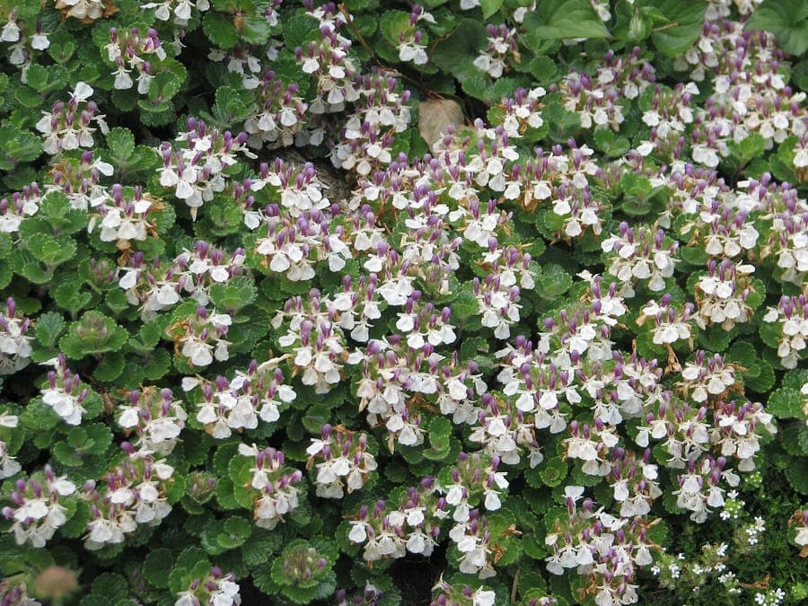 Germandrée des Pyrenees avec fleurs violettes sur pente rocheuse