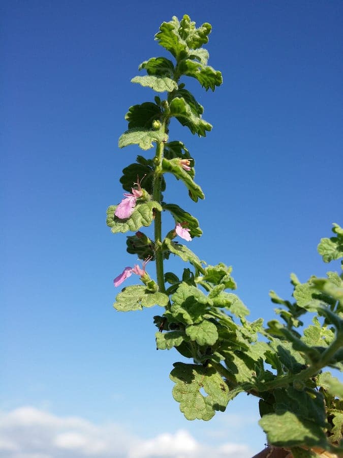Moerasgamander plant met paarse bloemen langs waterrand