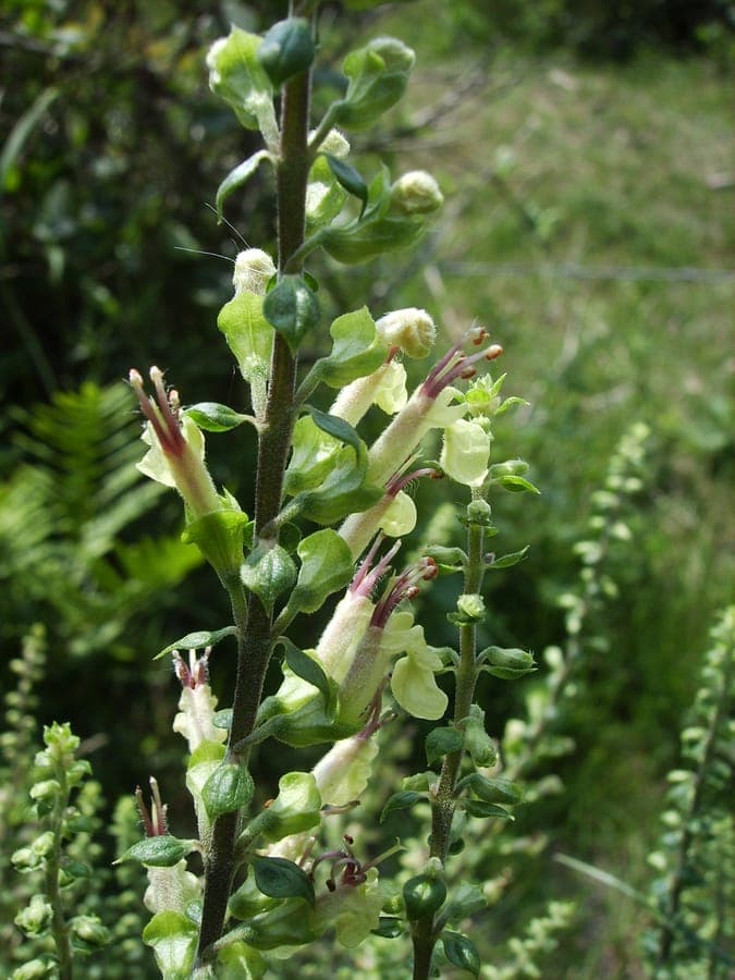Weiße Blüten des Teucrium scorodonia vor dunkelgrünem Blattwerk