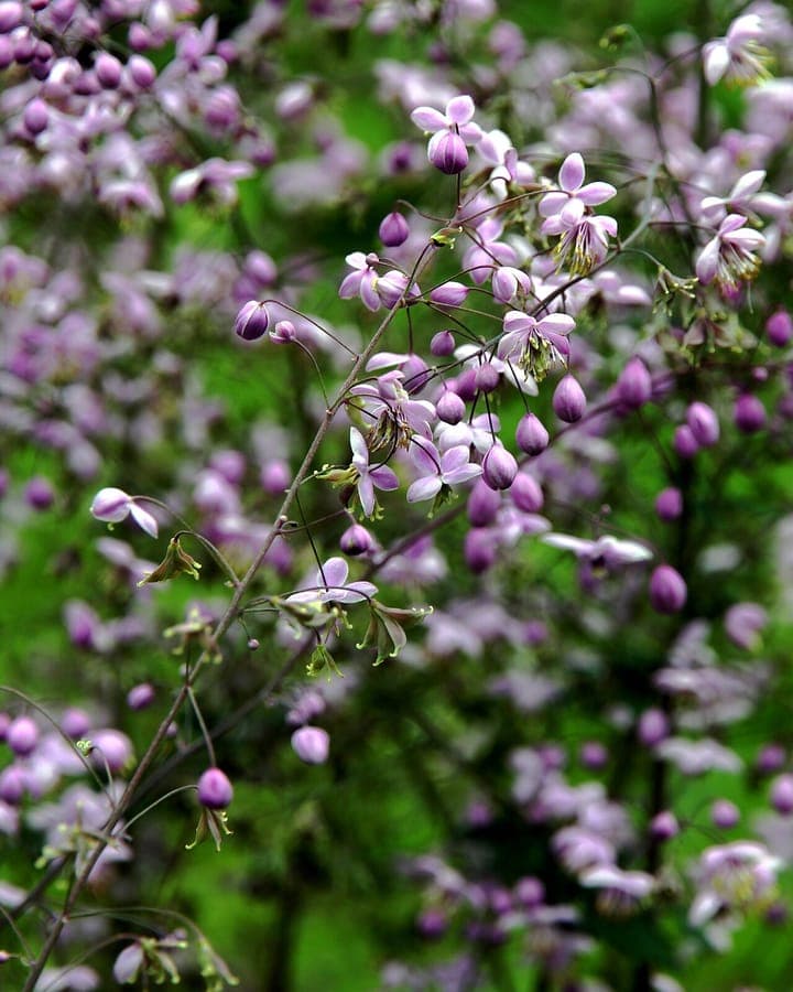 Chinese wiesenraute met fijne lila bloemen en fijnbladige bladeren