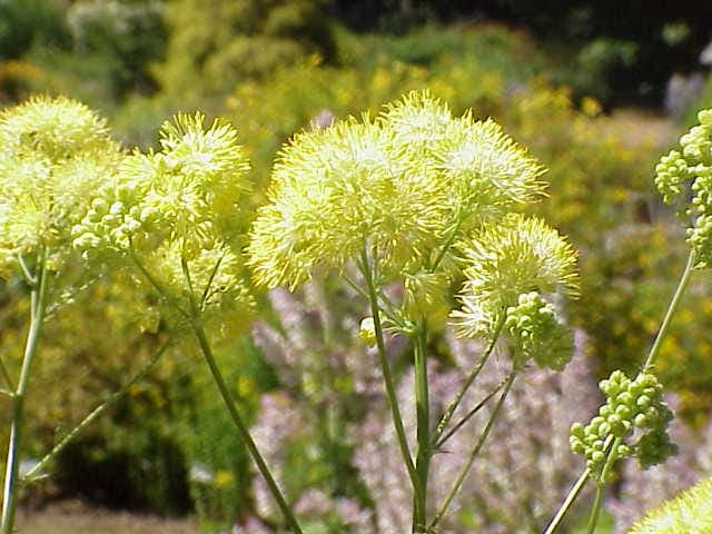 Leuchtend gelbe Blütenquasten der Gelben Wiesenraute gegen zartes grünes Federlaub