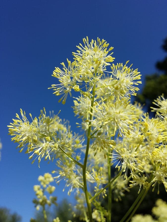 Plante thalictrum-lucidum