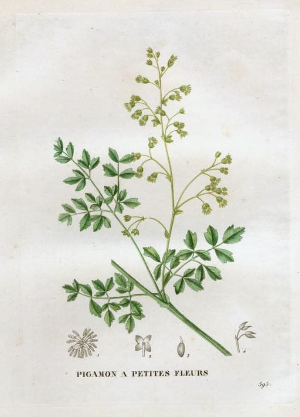 Fijne blauwaardige bladeren van Thalictrum minus met paarse stijlen