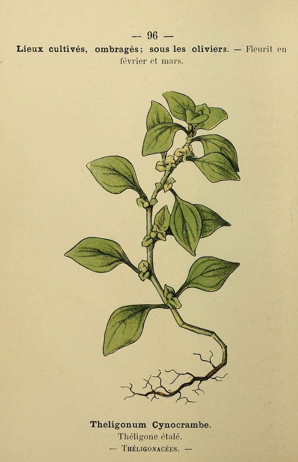 Theligonum cynocrambe avec petites fleurs vertes et feuilles charnues