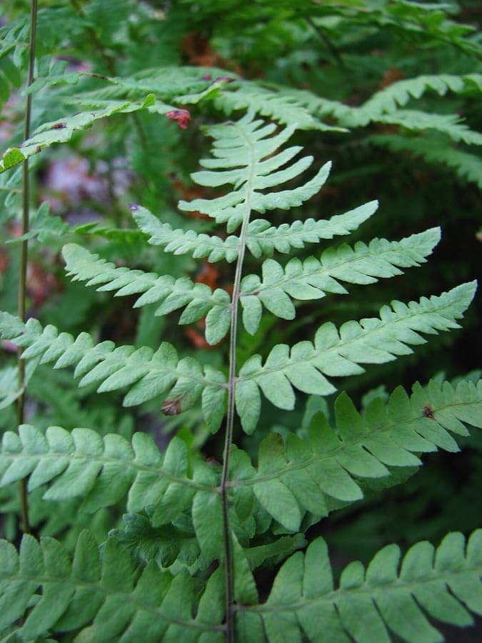 Thelypteris palustris marsh fern fronds