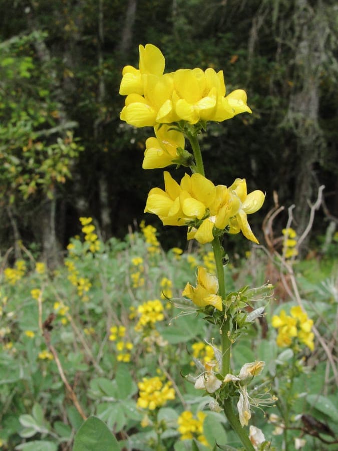 Thermopsis macrophylla flowering plant in its natural habitat