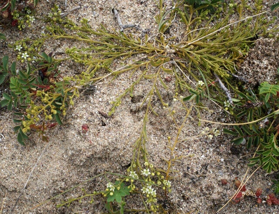 Thesium humifusum blueht im Sommergruen