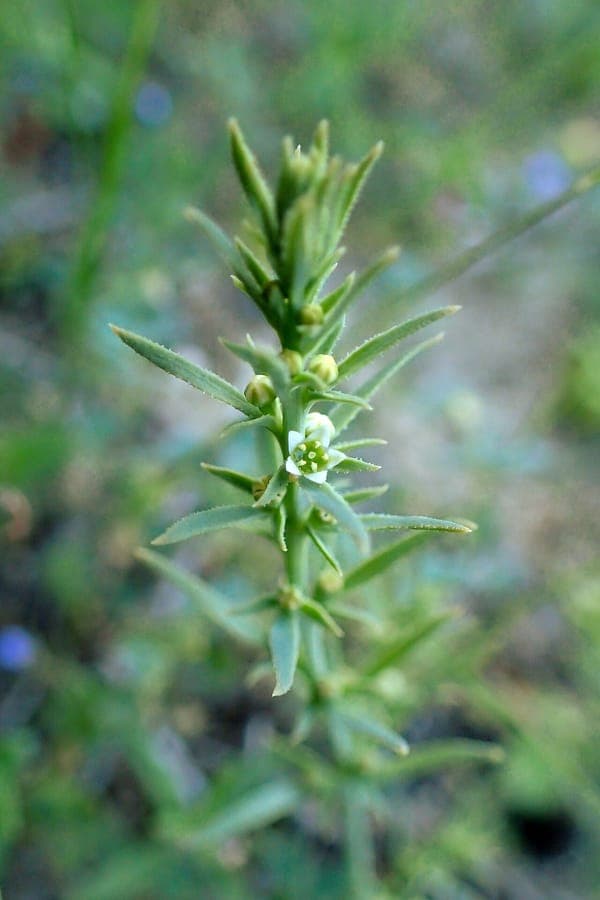Thesium humile mit kleinen weissen Blüten