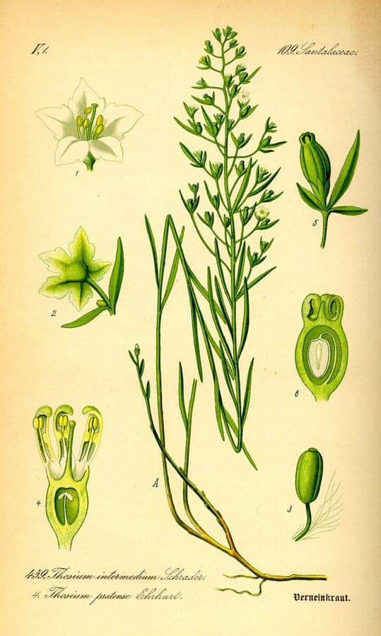 Weidebergvlas (Thesium pyrenaicum) slanke plant met delicate witte bloemen in bergweiland